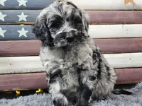 Comet, a male Goldendoodle for sale in Boyden, IA – Photo 9 of 10