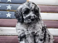 Comet, a male Goldendoodle for sale in Boyden, IA – Photo 5 of 10
