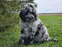 Comet, a male Goldendoodle for sale in Boyden, IA – 6 of 10