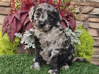 Waves, a female Goldendoodle for sale in Boyden, IA – 3 of 10