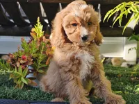 Gideon, a male Cavapoo for sale in Boyden, IA – 8 of 10