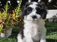 Gilbert , a male Cavapoo for sale in Boyden, IA – 7 of 10