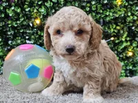 Paddi, a male Poochon for sale in Boyden, IA – Photo 2 of 10