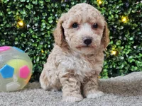 Paddi, a male Poochon for sale in Boyden, IA – Photo 9 of 10