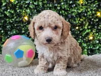 Paddi, a male Poochon for sale in Boyden, IA – Photo 3 of 10