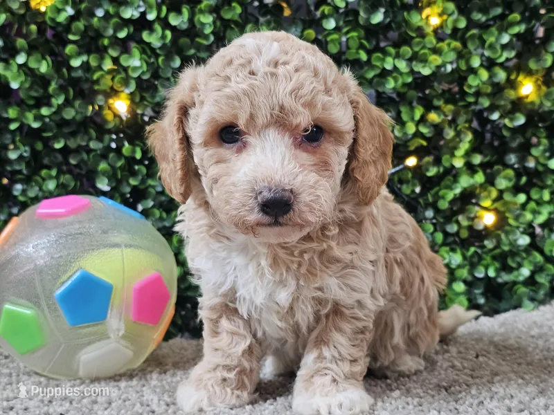 Paddi – Poochon puppy for sale in Boyden, IA