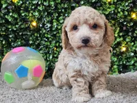 Paddi, a male Poochon for sale in Boyden, IA – Photo 6 of 10