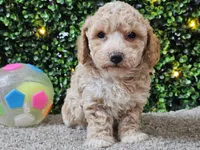 Paddi, a male Poochon for sale in Boyden, IA – Photo 10 of 10
