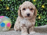 Paddi, a male Poochon for sale in Boyden, IA – Photo 7 of 10