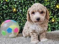 Paddi, a male Poochon for sale in Boyden, IA – Photo 8 of 10