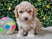 Paddi, a male Poochon for sale in Boyden, IA – Photo 4 of 10