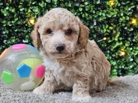 Paddi, a male Poochon for sale in Boyden, IA – Photo 5 of 10