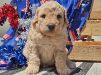 Kysa, a female Bernedoodle for sale in Boyden, IA – 6 of 10