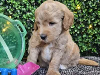Finnigan , a male Whoodle for sale in Boyden, IA – 6 of 10