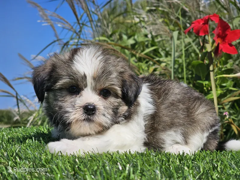 Emelia  – Shorkie puppy for sale in Boyden, IA