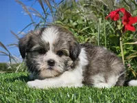 Emelia , a female Shorkie for sale in Boyden, IA – 1 of 10