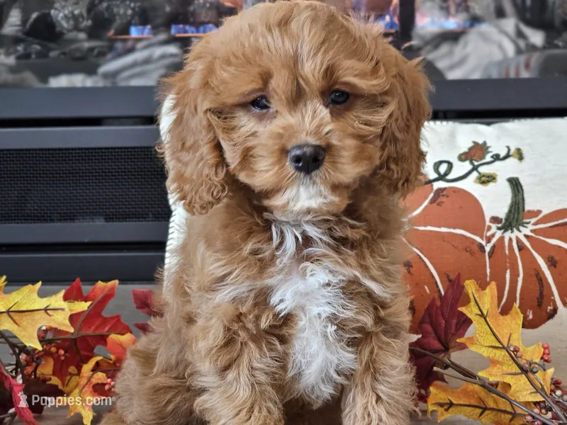 Teeter – Cavapoo puppy for sale in Boyden, IA