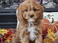 Teeter, a female Cavapoo for sale in Boyden, IA – 1 of 10
