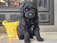 Doogie, a male Goldendoodle for sale in Boyden, IA – Photo 6 of 10