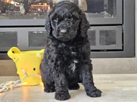 Doogie, a male Goldendoodle for sale in Boyden, IA – Photo 10 of 10