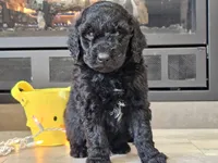 Doogie, a male Goldendoodle for sale in Boyden, IA – Photo 3 of 10