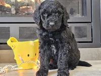 Doogie, a male Goldendoodle for sale in Boyden, IA – Photo 7 of 10
