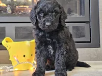 Doogie, a male Goldendoodle for sale in Boyden, IA – Photo 8 of 10