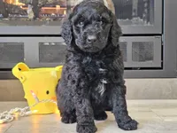 Doogie, a male Goldendoodle for sale in Boyden, IA – Photo 9 of 10