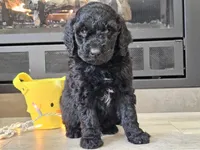Doogie, a male Goldendoodle for sale in Boyden, IA – Photo 5 of 10