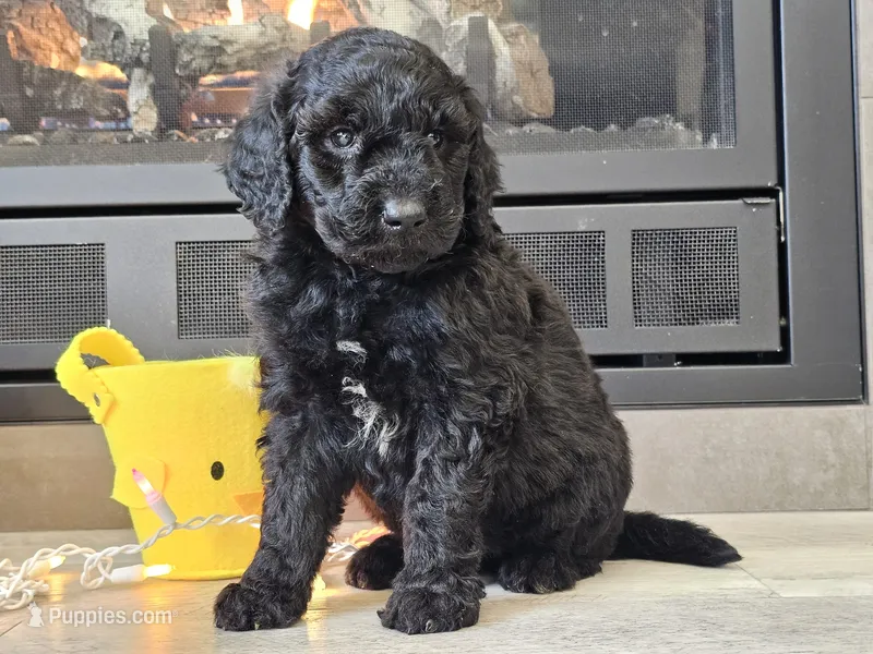Doogie – Goldendoodle puppy for sale in Boyden, IA