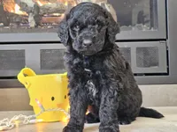 Doogie, a male Goldendoodle for sale in Boyden, IA – Photo 2 of 10