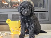 Doogie, a male Goldendoodle for sale in Boyden, IA – Photo 4 of 10