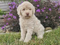 McKenzie , a female Goldendoodle for sale in Boyden, IA – 7 of 10