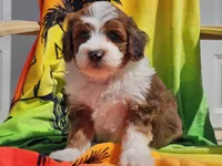 Slade, a male Miniature Bernedoodle for sale in Boyden, IA – 2 of 10