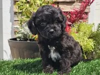 Grady, a male Cavapoo for sale in Boyden, IA – 9 of 10