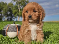 Joey, a male Cavapoo for sale in Boyden, IA – 6 of 10