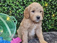 Finnigan , a male Whoodle for sale in Boyden, IA – 9 of 10