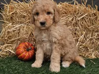Shelby, a female Goldendoodle for sale in Boyden, IA – 3 of 10