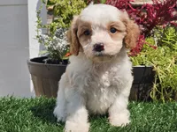 Greta, a female Cavapoo for sale in Boyden, IA – 7 of 10