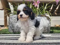 Truman, a male Cavapoo for sale in Boyden, IA – 9 of 10