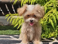 Lucky, a male Maltipoo for sale in Boyden, IA – 9 of 10