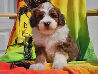 Slade, a male Miniature Bernedoodle for sale in Boyden, IA – 5 of 10