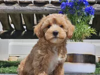 Piko, a male Maltipoo for sale in Boyden, IA – 9 of 10
