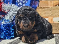 Kalla, a female Bernedoodle for sale in Boyden, IA – 5 of 10