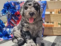 Kyros, a male Bernedoodle for sale in Boyden, IA – 2 of 10