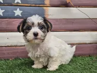 Kassia, a female Morkie for sale in Boyden, IA – 7 of 10