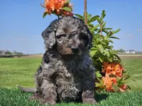 Janko, a male Miniature Aussiedoodle for sale in Boyden, IA – 2 of 10