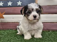 Kassia, a female Morkie for sale in Boyden, IA – 10 of 10
