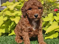 Phoenix , a male Poodle - Miniature  for sale in Boyden, IA – 8 of 10