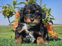 Juri, a male Miniature Aussiedoodle for sale in Boyden, IA – 7 of 10